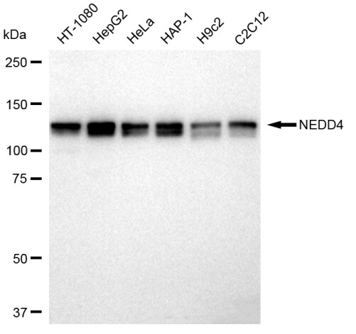 NEDD4 Antibody (23GB2255)
