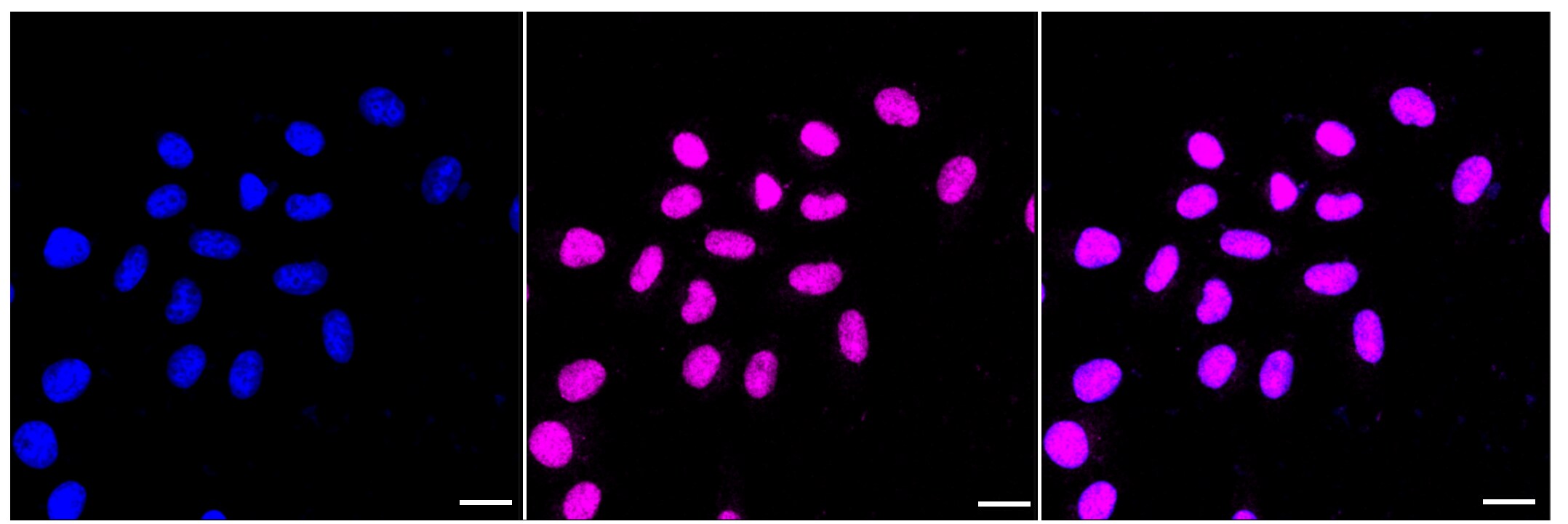 SAP130 Antibody (23GB2260)