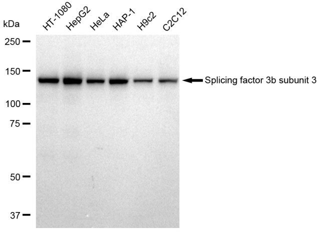 SAP130 Antibody (23GB2260)