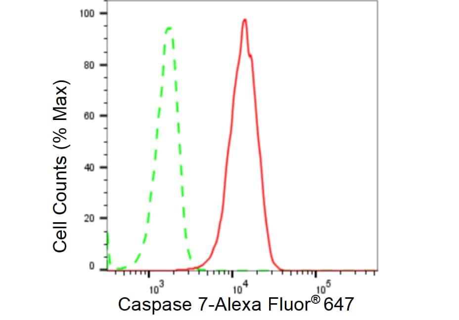 Caspase-7 Antibody (23GB2305)