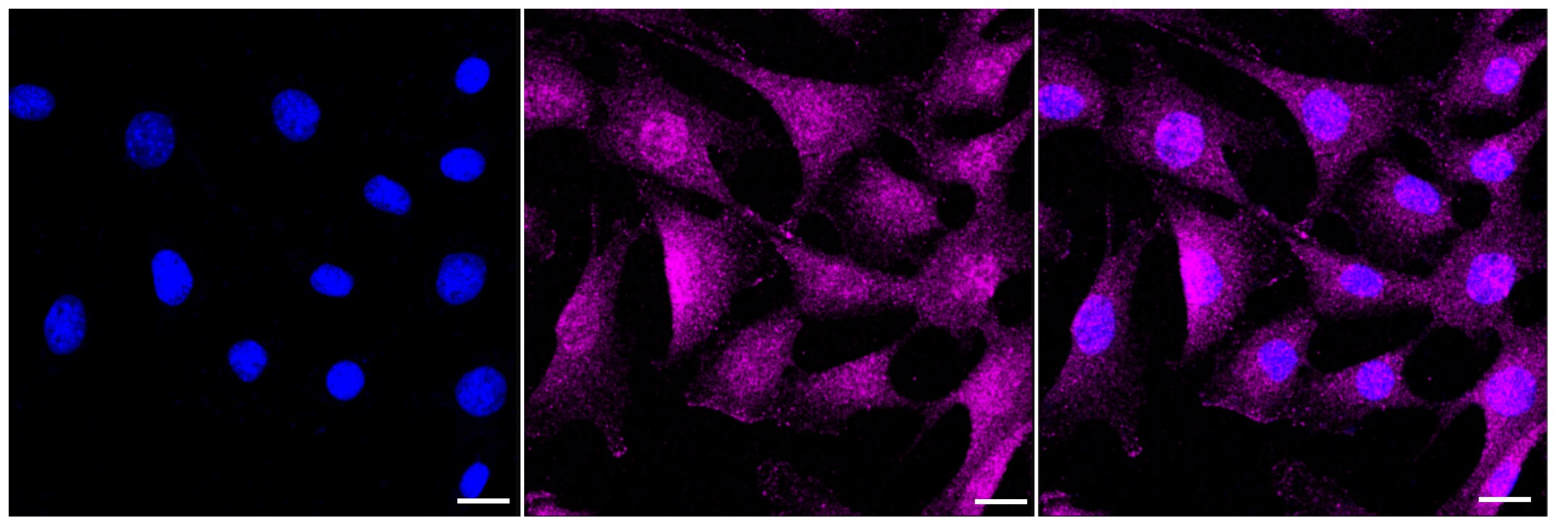 Caspase-7 Antibody (23GB2305)