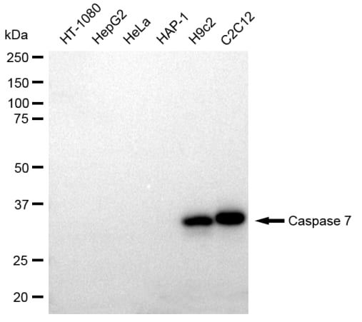 Caspase-7 Antibody (23GB2305)