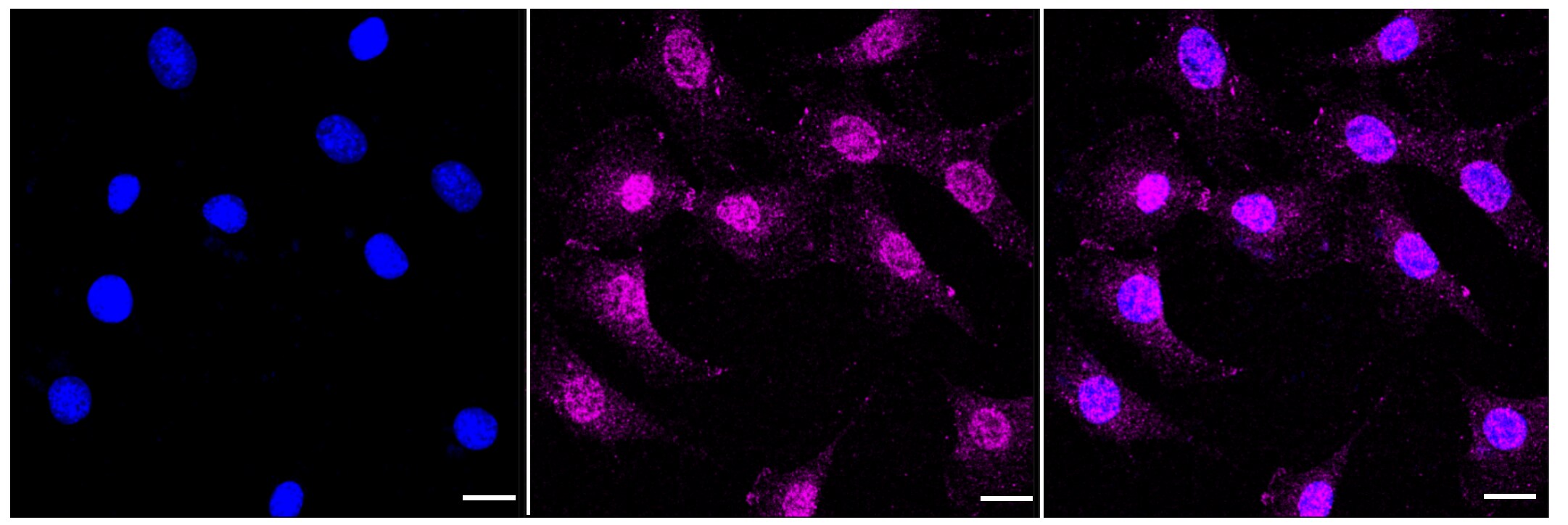 Cadherin-10 Antibody (23GB1600)