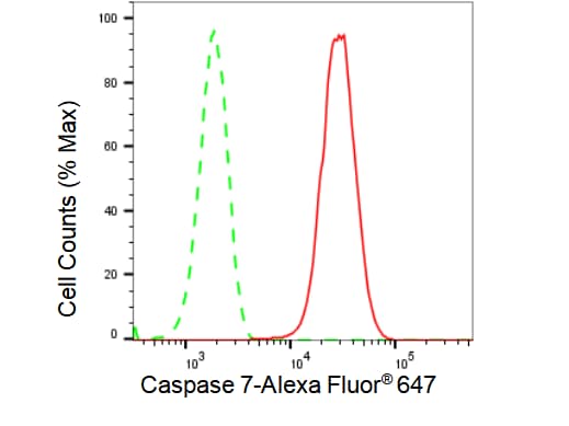 Caspase-7 Antibody (23GB2310)