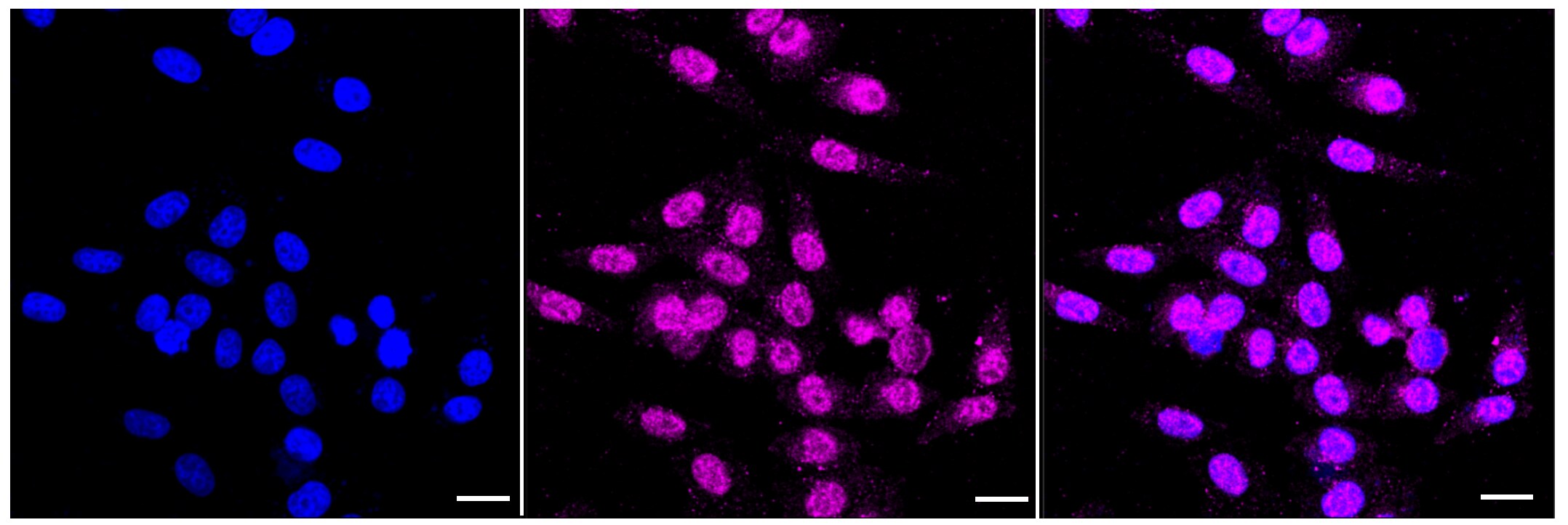 Caspase-7 Antibody (23GB2310)