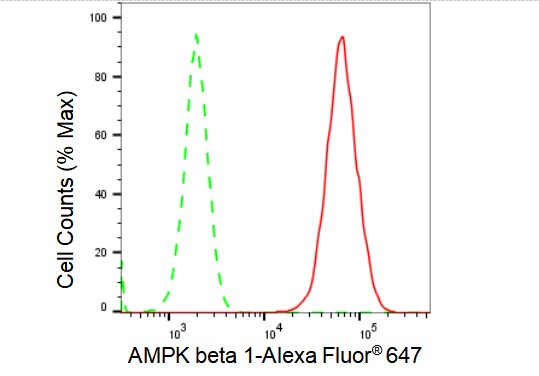 AMPK beta 1 Antibody (23GB2315)