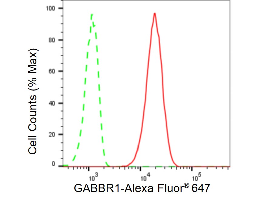 GABA-B R1 Antibody (23GB5495)
