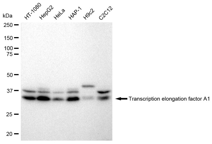 TCEA1 Antibody (23GB2330)