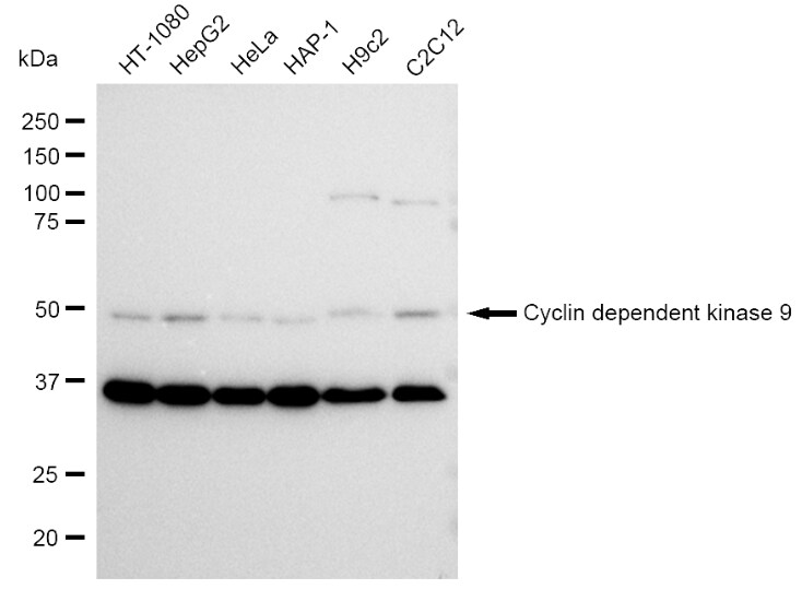 Cdk9 Antibody (23GB1325)