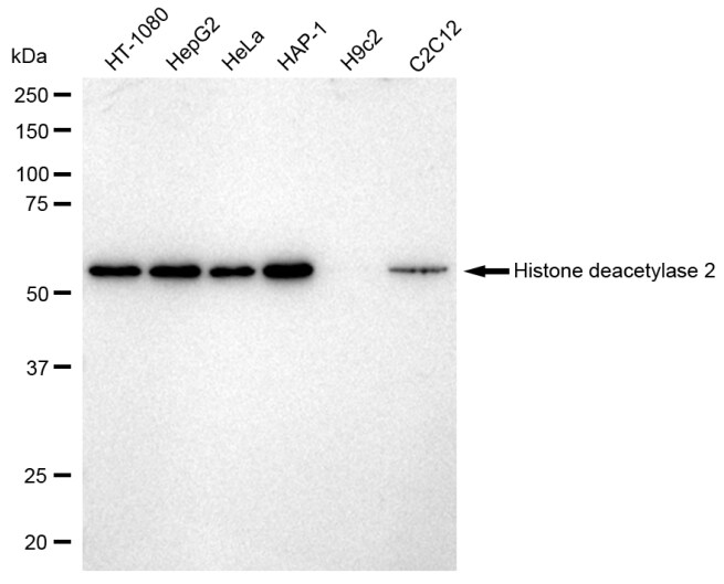 Histone Deacetylase 2/HDAC2 Antibody (23GB2900)