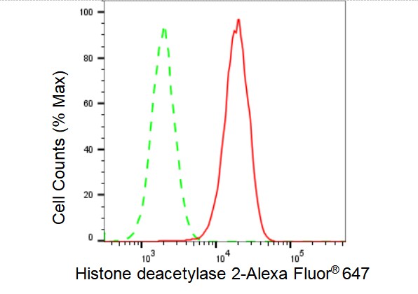 Histone Deacetylase 2/HDAC2 Antibody (23GB2655)