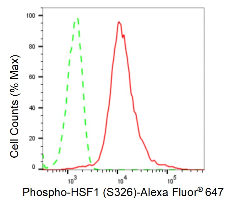HSF1 [p Ser326] Antibody (23GB2775)