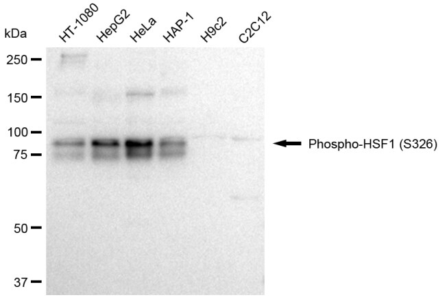 HSF1 [p Ser326] Antibody (23GB2775)