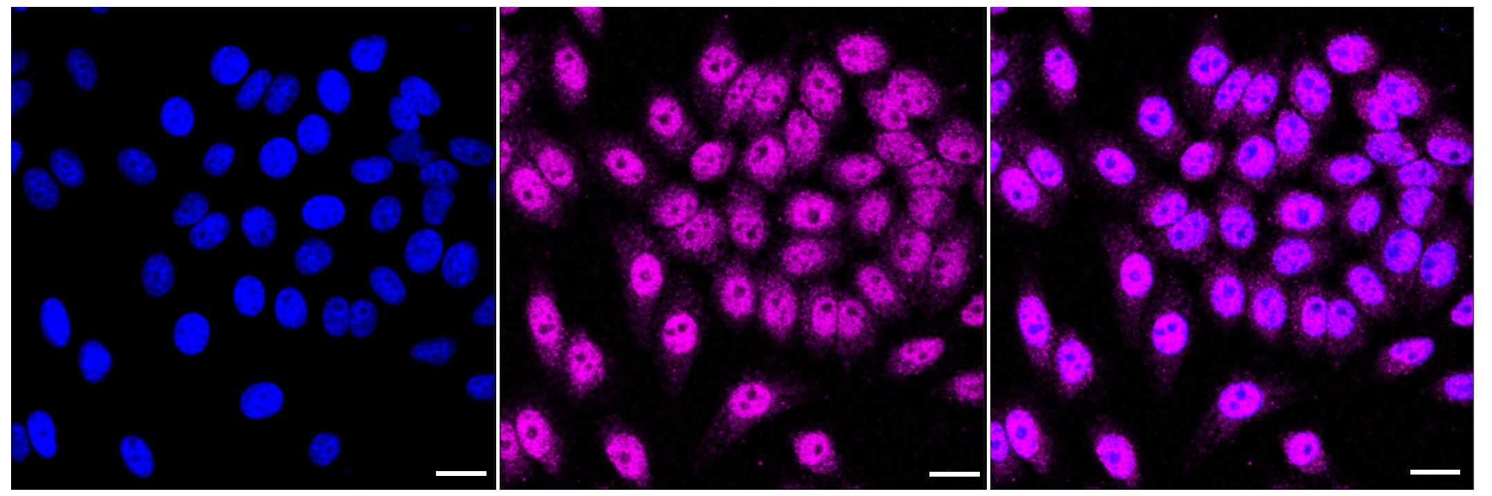 MCM4 Antibody (23GB2495)