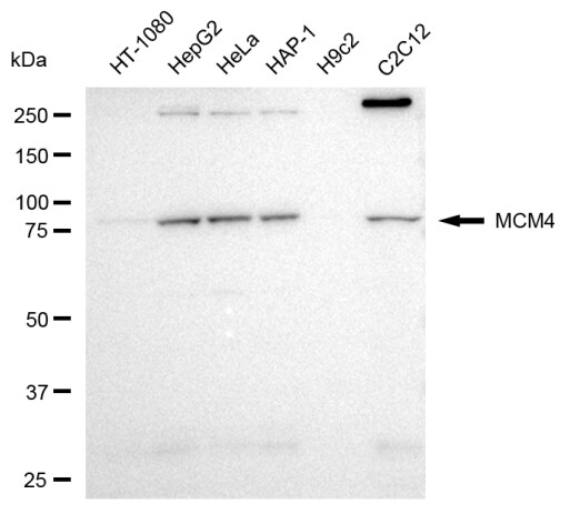 MCM4 Antibody (23GB2495)