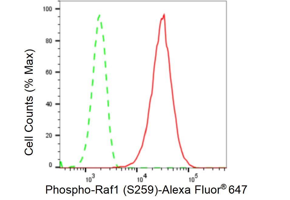 Raf-1 [p Ser259] Antibody (23GB2645)
