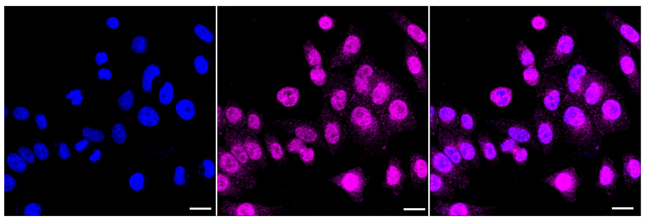 Raf-1 [p Ser259] Antibody (23GB2645)