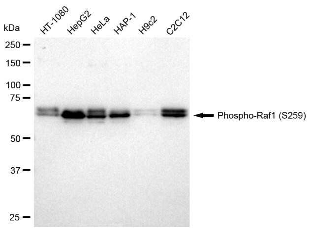Raf-1 [p Ser259] Antibody (23GB2645)