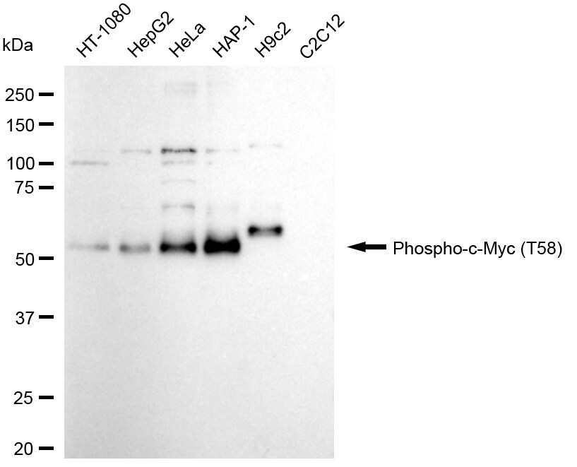 c-Myc [p Thr58] Antibody (24GB230)