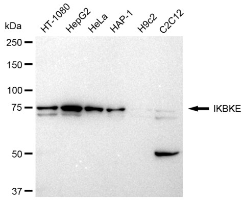 IKK epsilon/IKBKE Antibody (23GB2720)