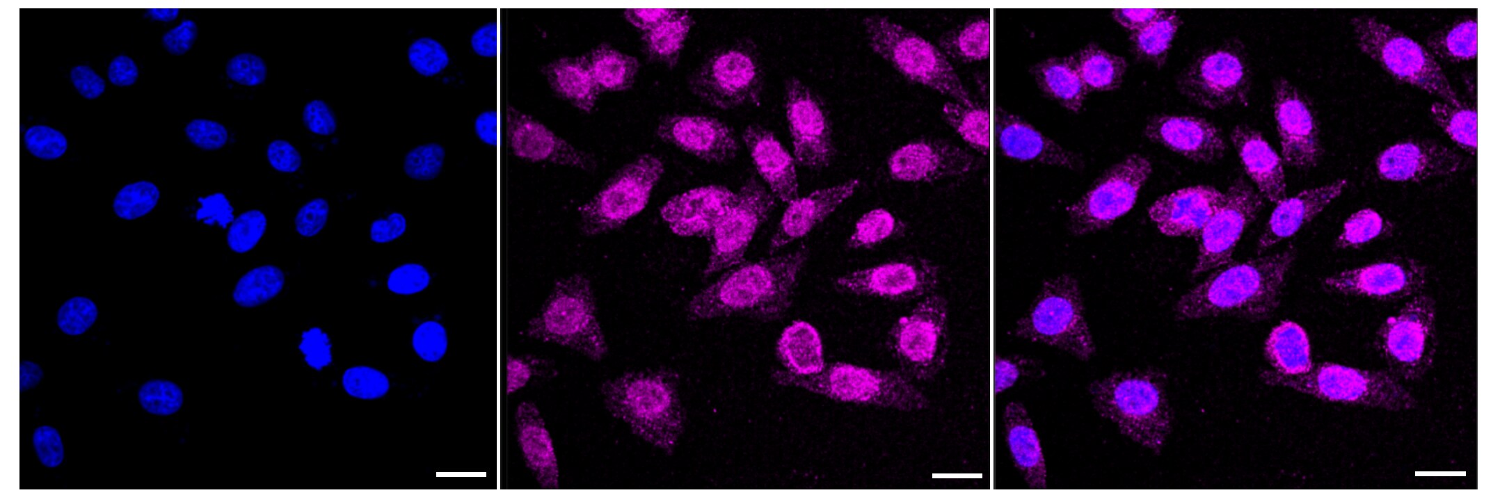 MEKK3 Antibody (23GB2870)