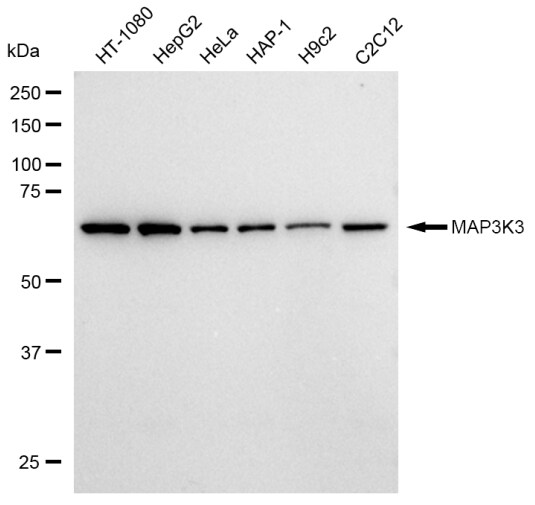 MEKK3 Antibody (23GB2870)