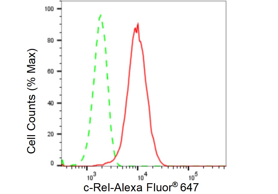 c-Rel Antibody (23GB2600)