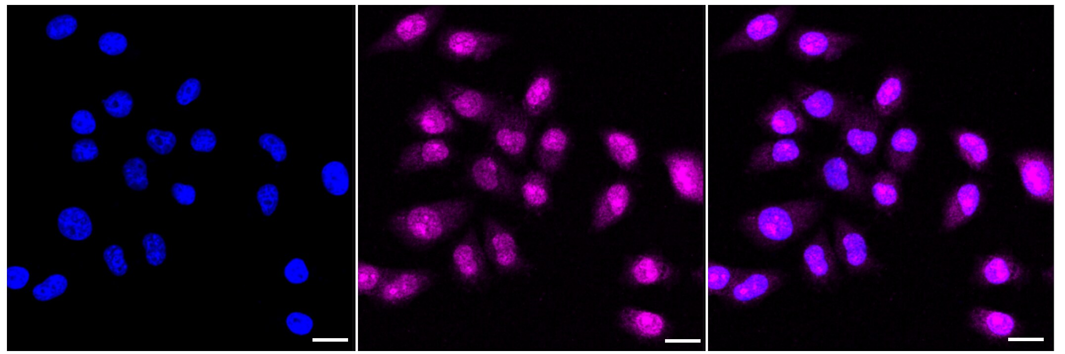 c-Rel Antibody (23GB2600)