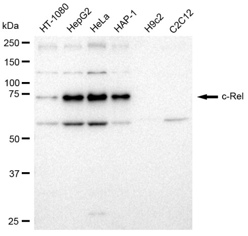 c-Rel Antibody (23GB2600)