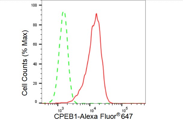 CPEB1 Antibody (23GB3495)