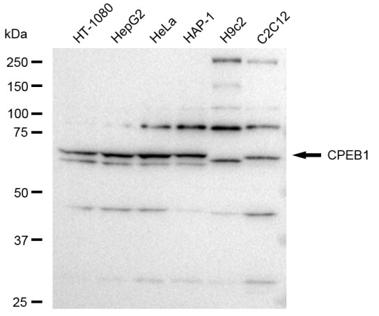 CPEB1 Antibody (23GB3495)