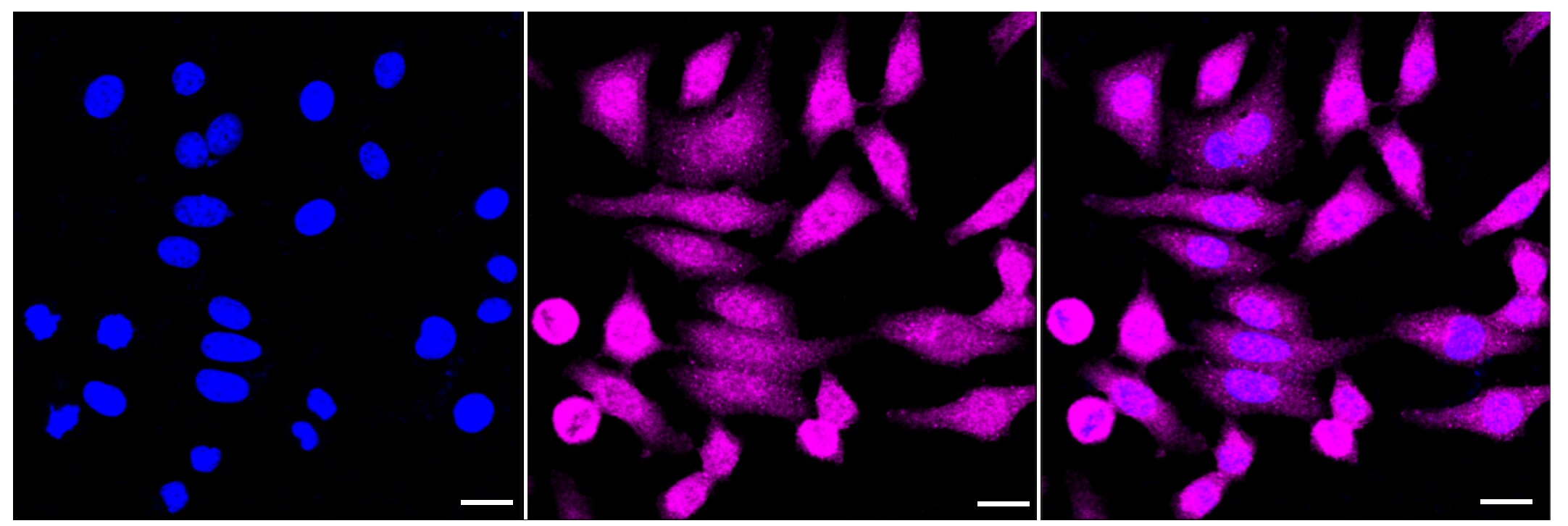 DDX6 Antibody (23GB3555)
