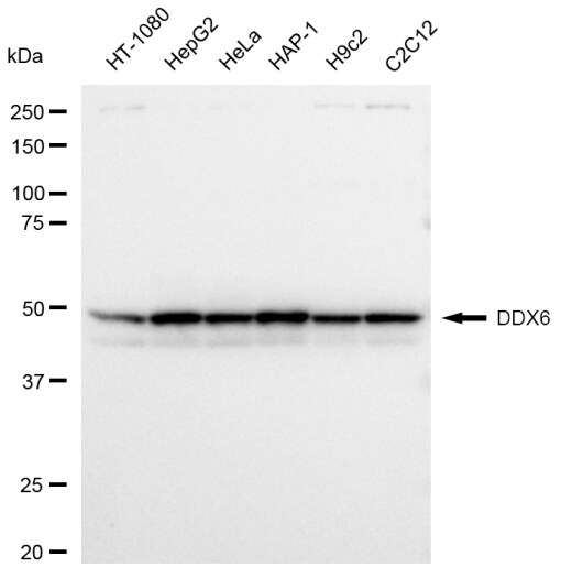 DDX6 Antibody (23GB3555)