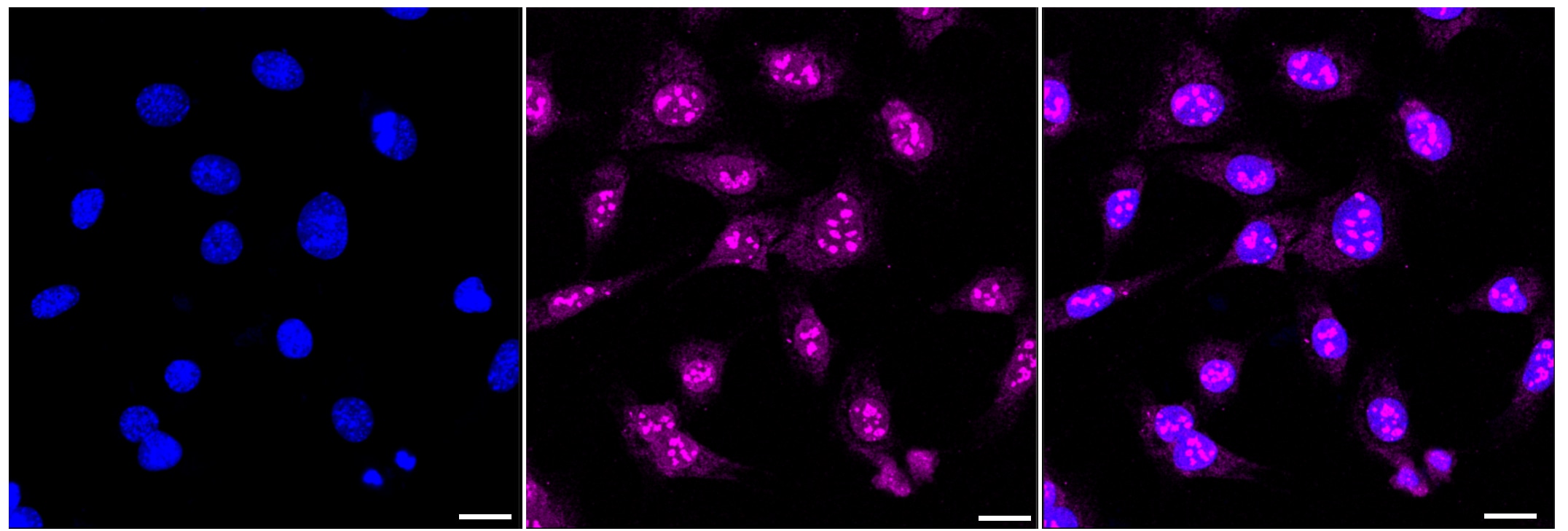 CENPC Antibody (23GB3760)