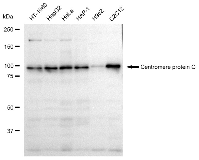 CENPC Antibody (23GB3760)