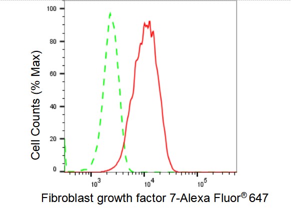 KGF/FGF-7 Antibody (23GB3840)