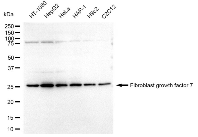 KGF/FGF-7 Antibody (23GB3840)