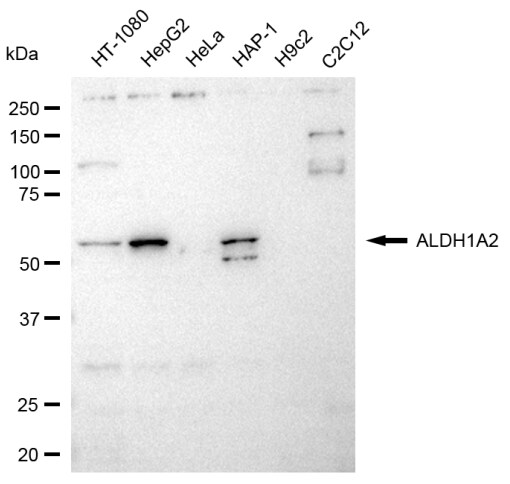 ALDH1A2 Antibody (23GB3640)