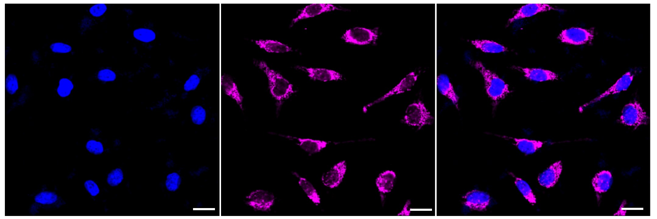DBF4 Antibody (23GB3815)