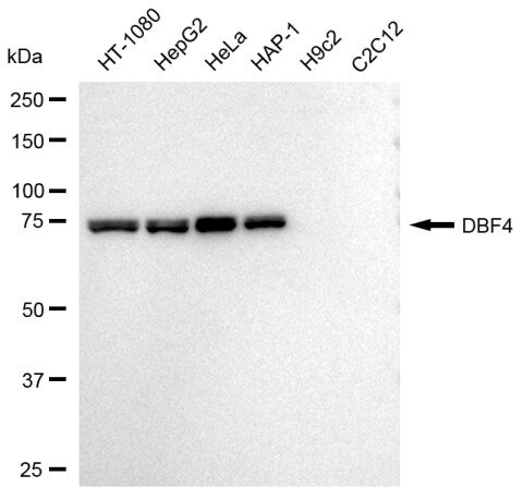 DBF4 Antibody (23GB3815)