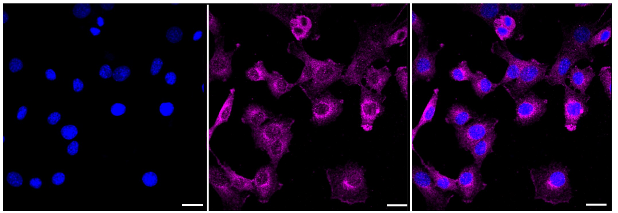 EIF3B Antibody (23GB3830)