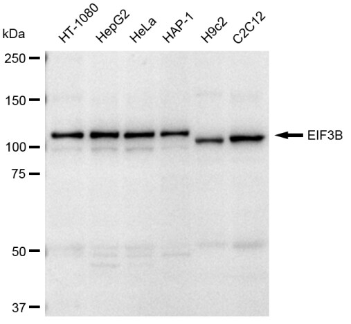 EIF3B Antibody (23GB3830)