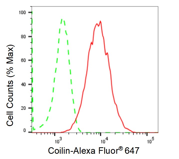 Coilin Antibody (23GB1575)