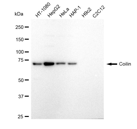 Coilin Antibody (23GB1575)