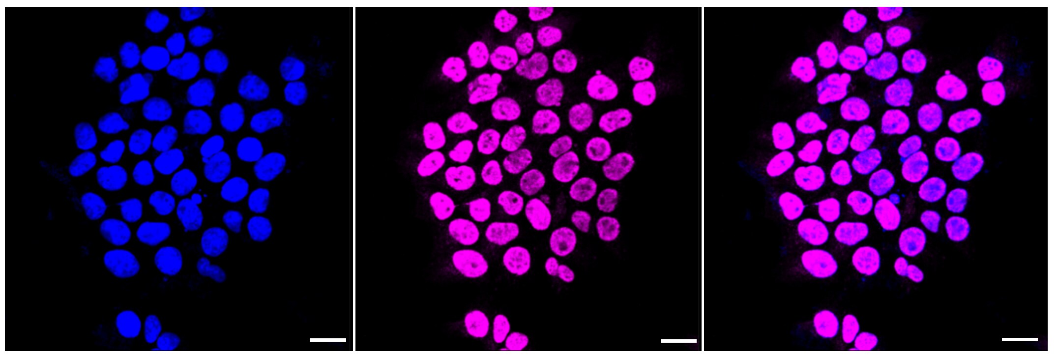 AHSA1 Antibody (23GB3170)