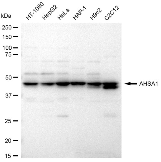 AHSA1 Antibody (23GB3170)