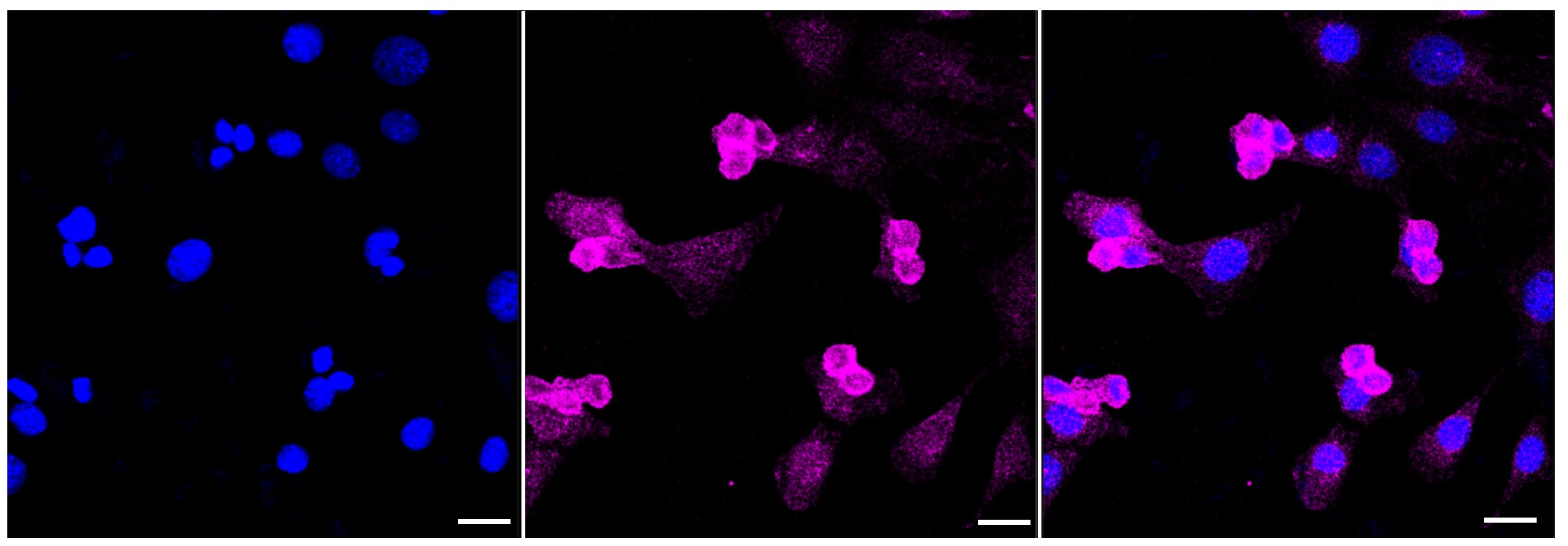 ATG4A Antibody (23GB3235)