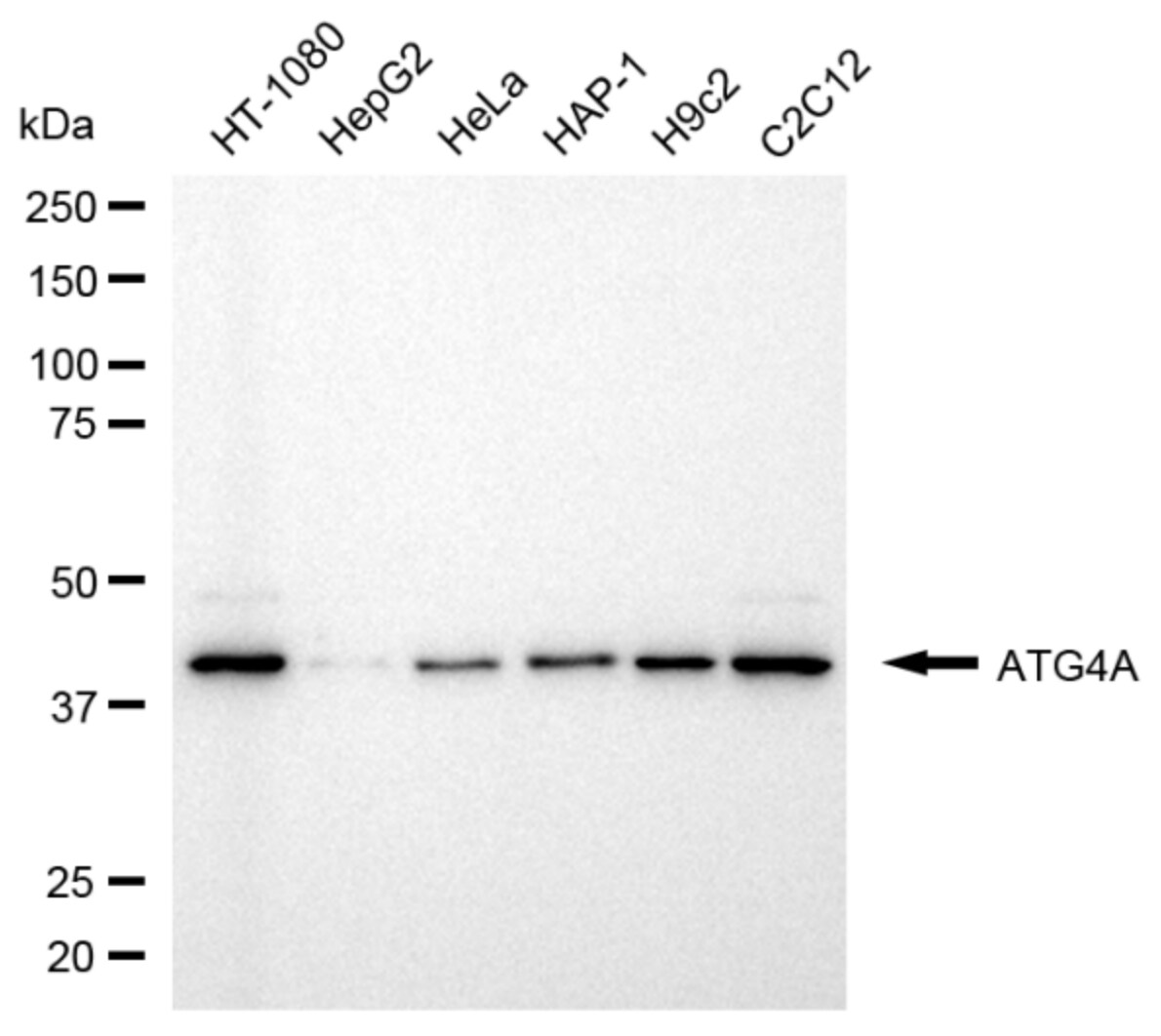 ATG4A Antibody (23GB3235)