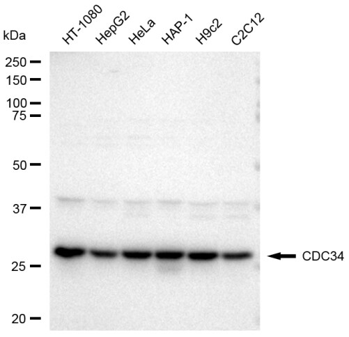 UBE2R1/CDC34 Antibody (23GB3435)