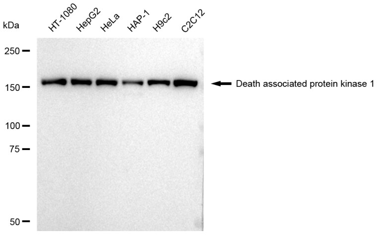 DAP Kinase 1 Antibody (23GB3565)